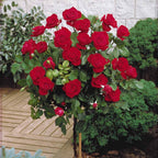  Rosier Sur Tige Dame De Coeur