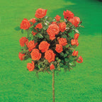  Rosier Sur Tige Ramona