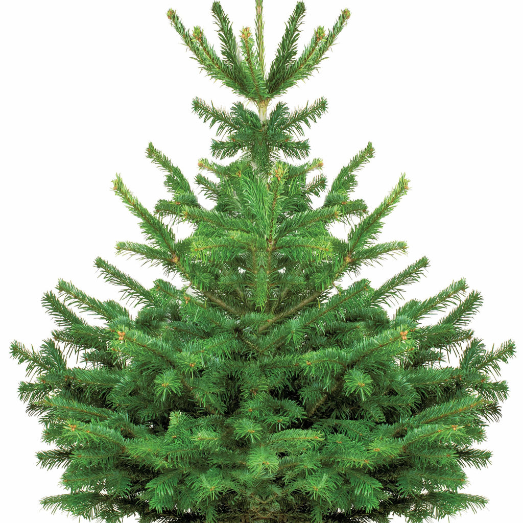  Sapin De Noël Naturel Nordmann 125/ 150 Cm Livré Avec Sa Bûche