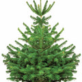  Sapin De Noël Naturel Nordmann 125/ 150 Cm Livré Avec Sa Bûche