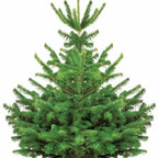  Sapin De Noël Naturel Nordmann 125/ 150 Cm Livré Avec Sa Bûche