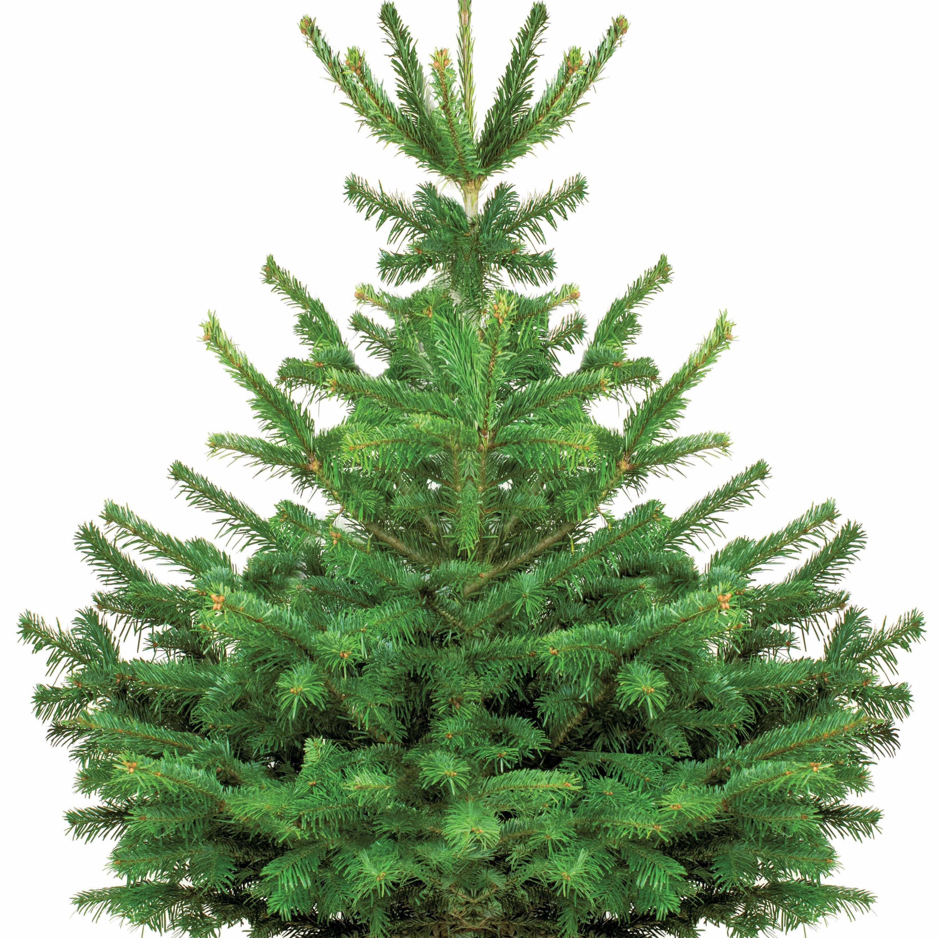  Sapin De Noël Naturel Nordmann 125/ 150 Cm Livré Avec Sa Bûche