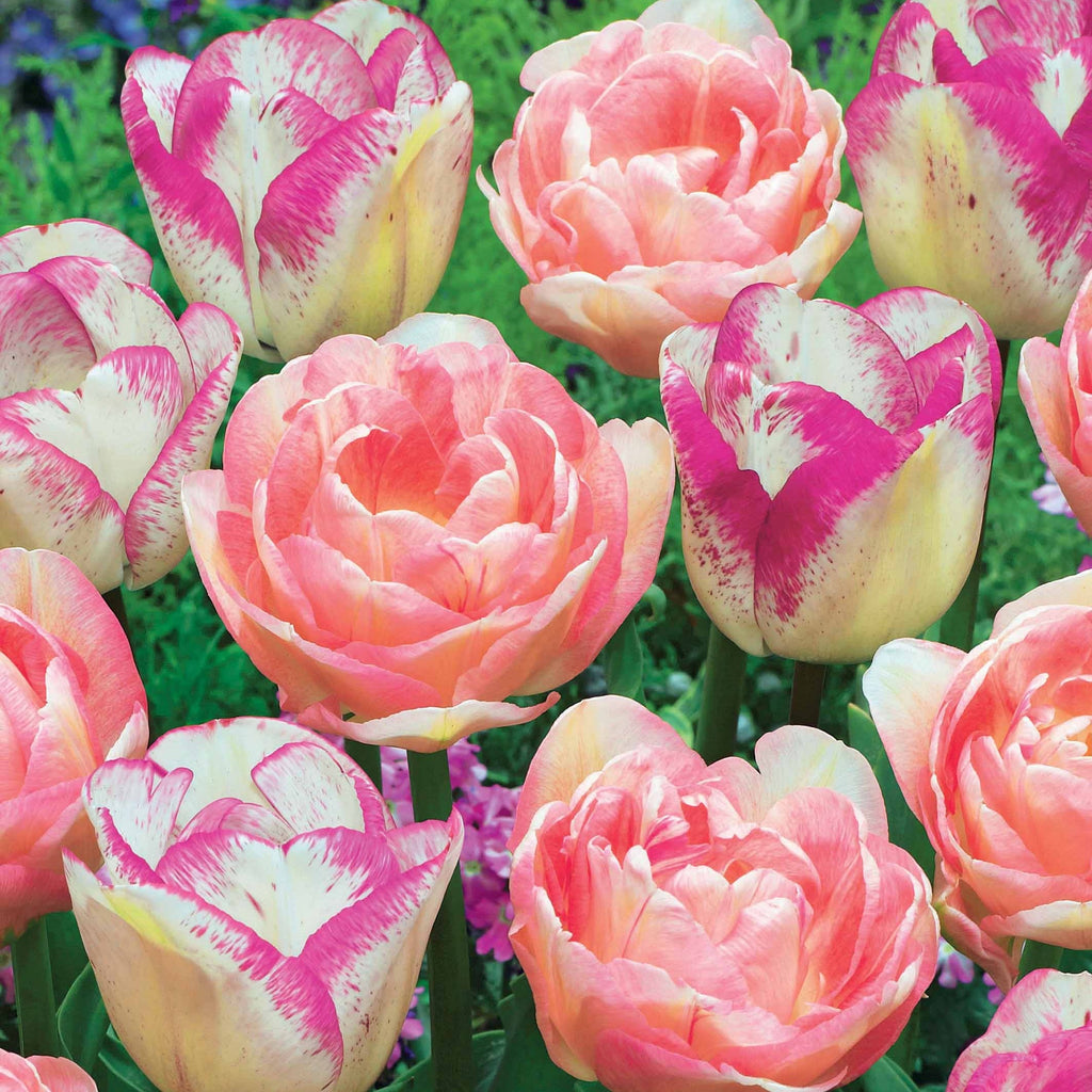  Collection De 20 Tulipes Romantiques Angélique Et Shirley