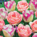  Collection De 20 Tulipes Romantiques Angélique Et Shirley