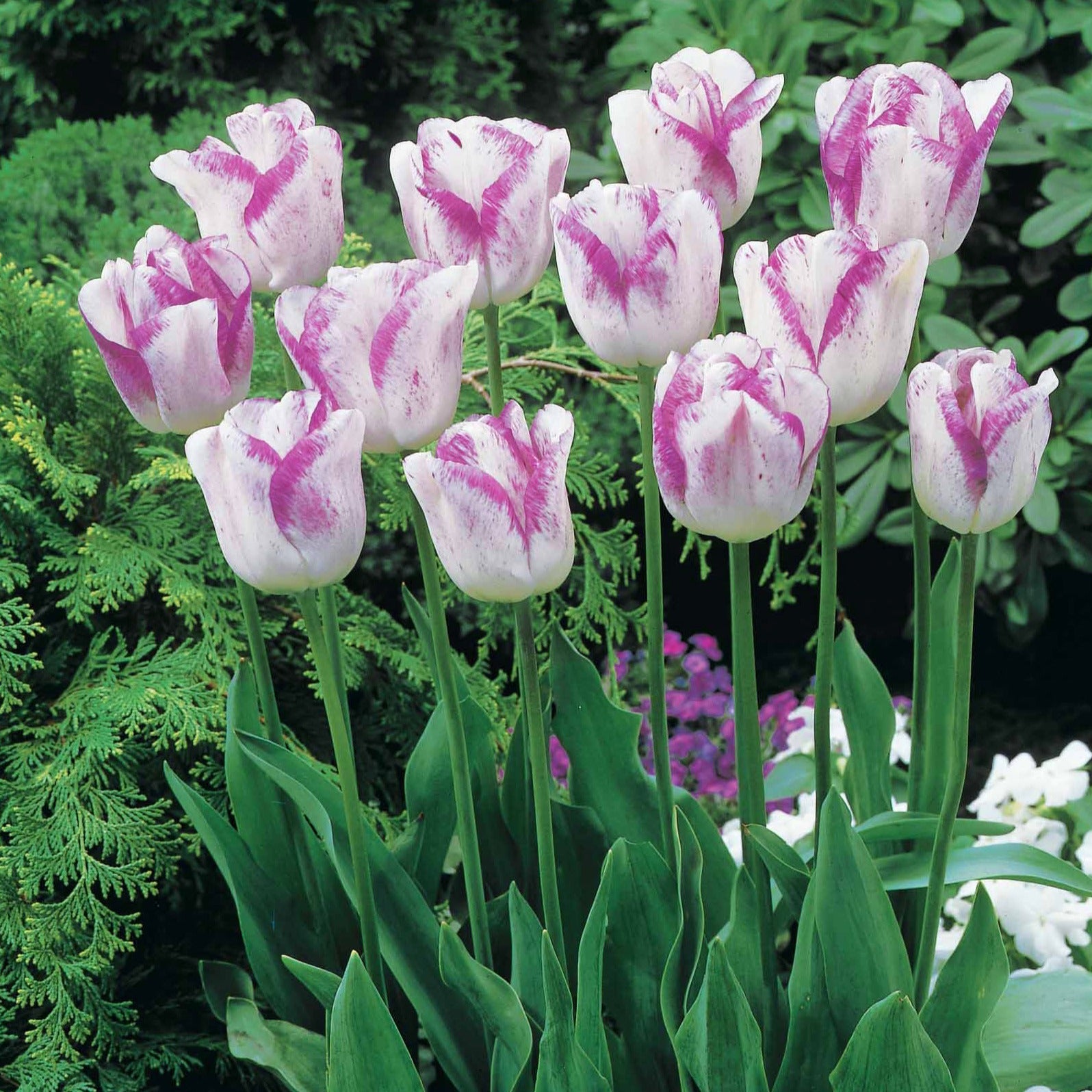  Collection De 20 Tulipes Romantiques Angélique Et Shirley
