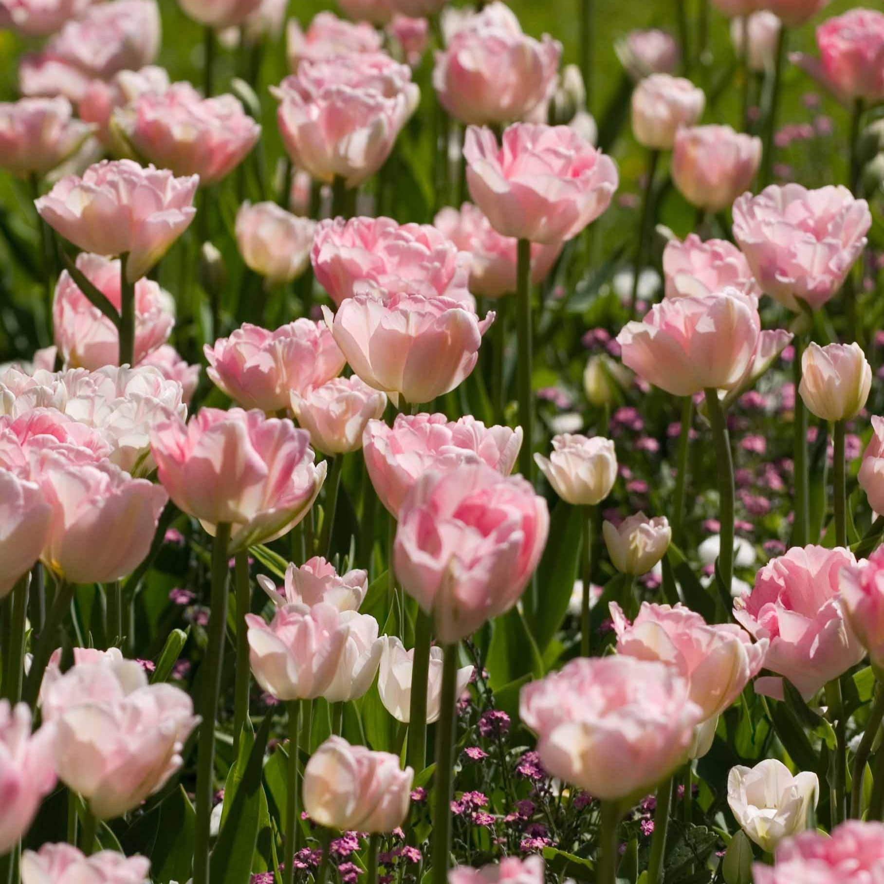  Collection De 20 Tulipes Romantiques Angélique Et Shirley