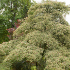  Cornouiller Des Pagodes Panaché