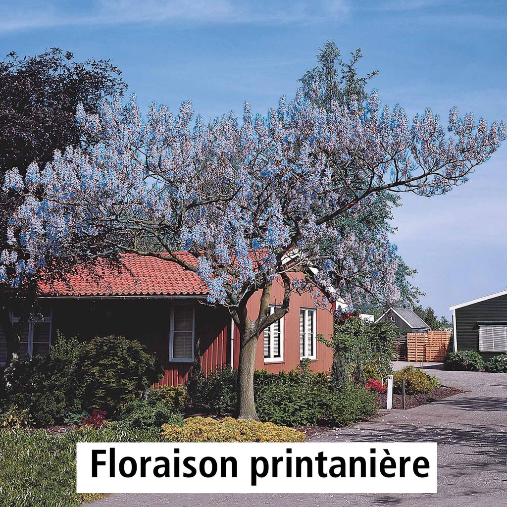  L'Arbre Impérial