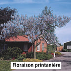  L'Arbre Impérial