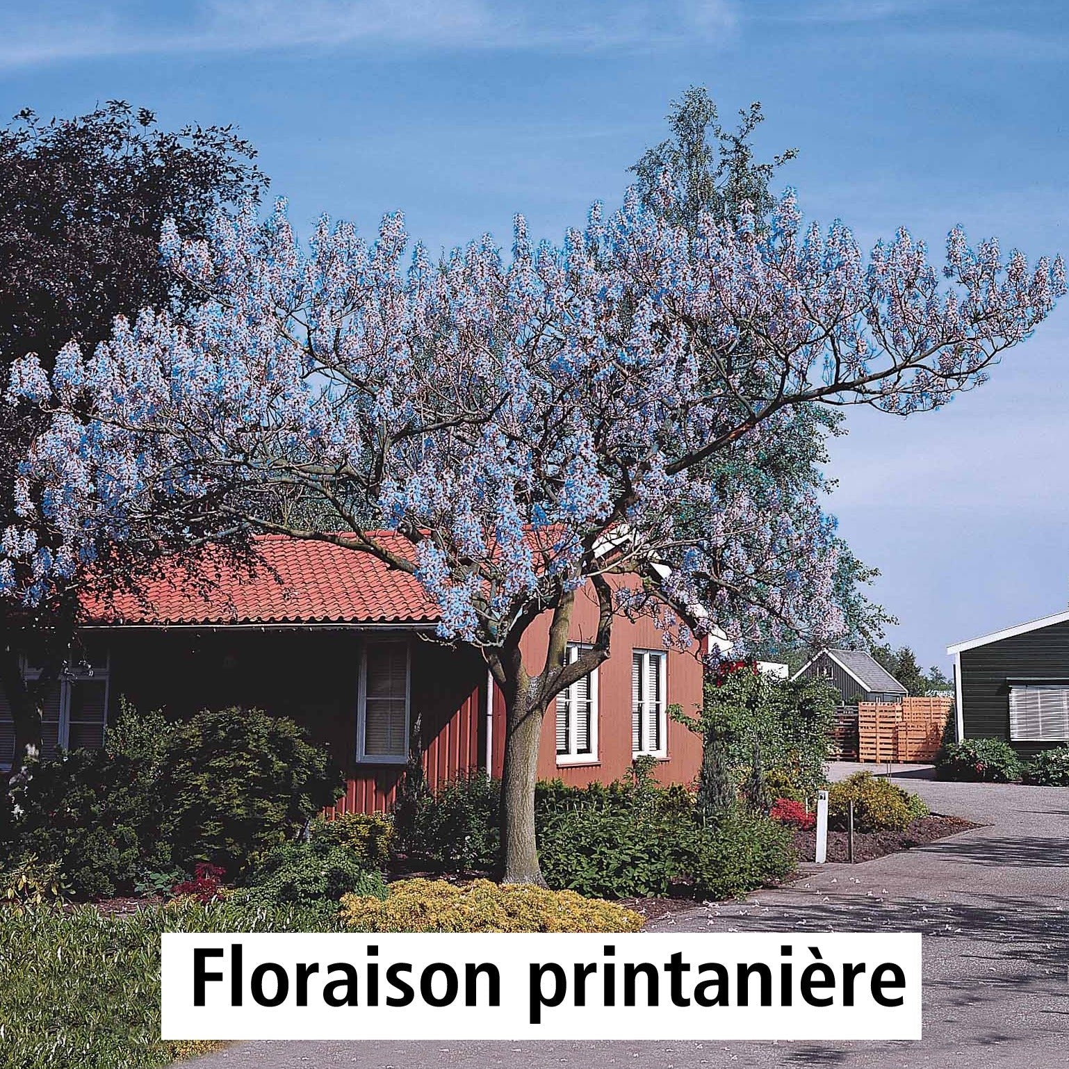  L'Arbre Impérial