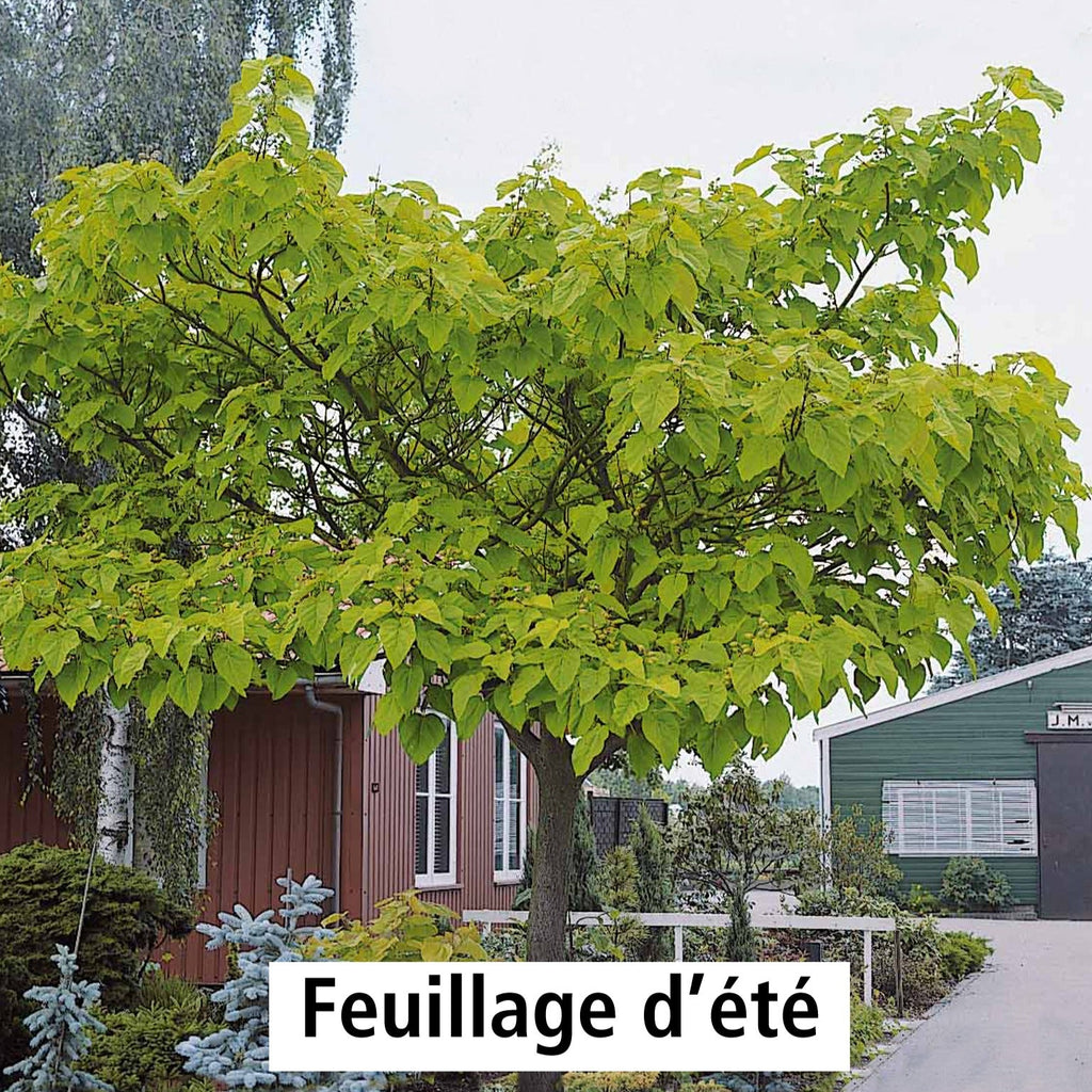  L'Arbre Impérial