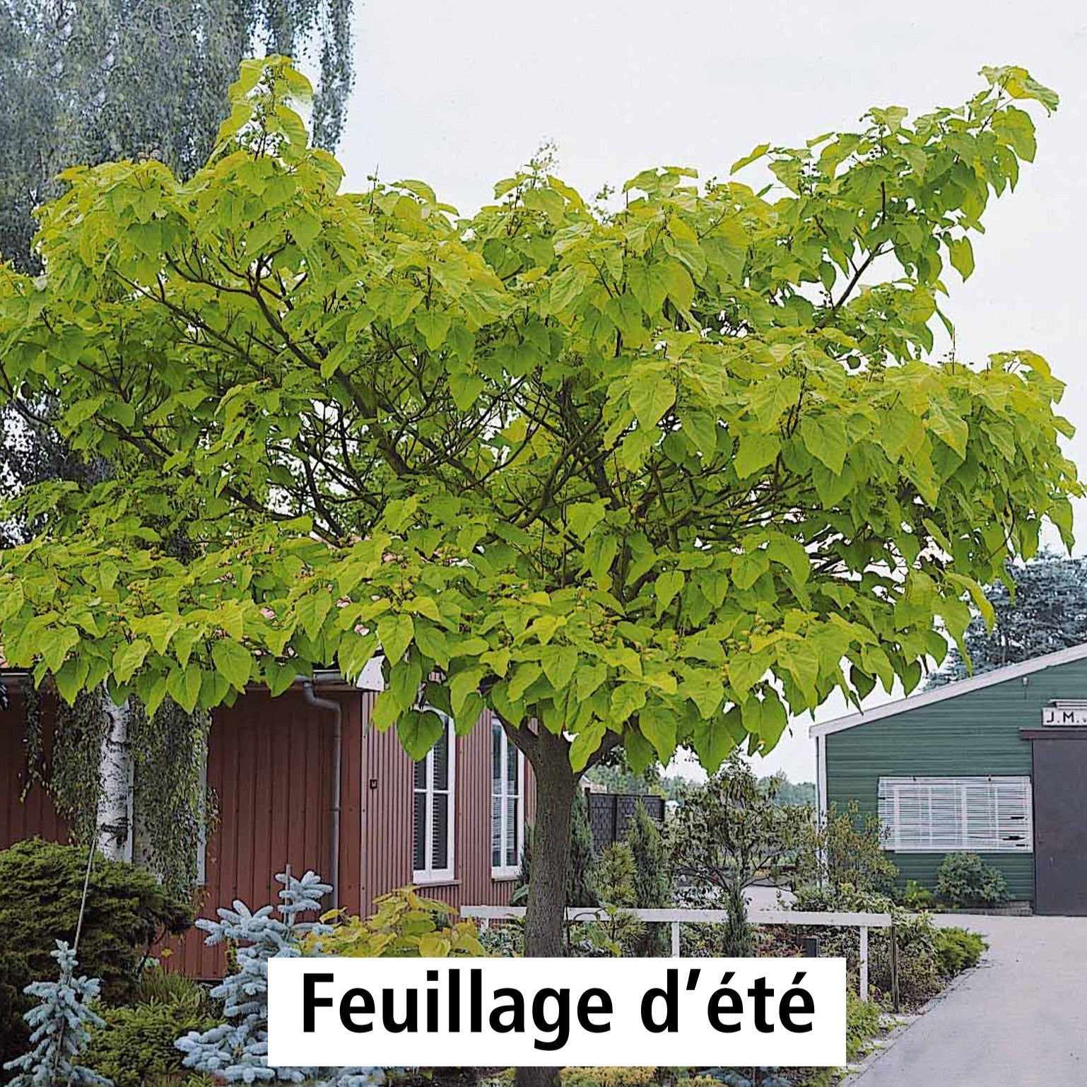  L'Arbre Impérial