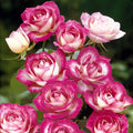  3 Rosiers à Massif La Minuette