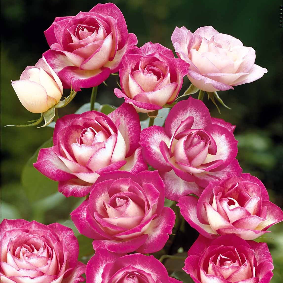  3 Rosiers à Massif La Minuette