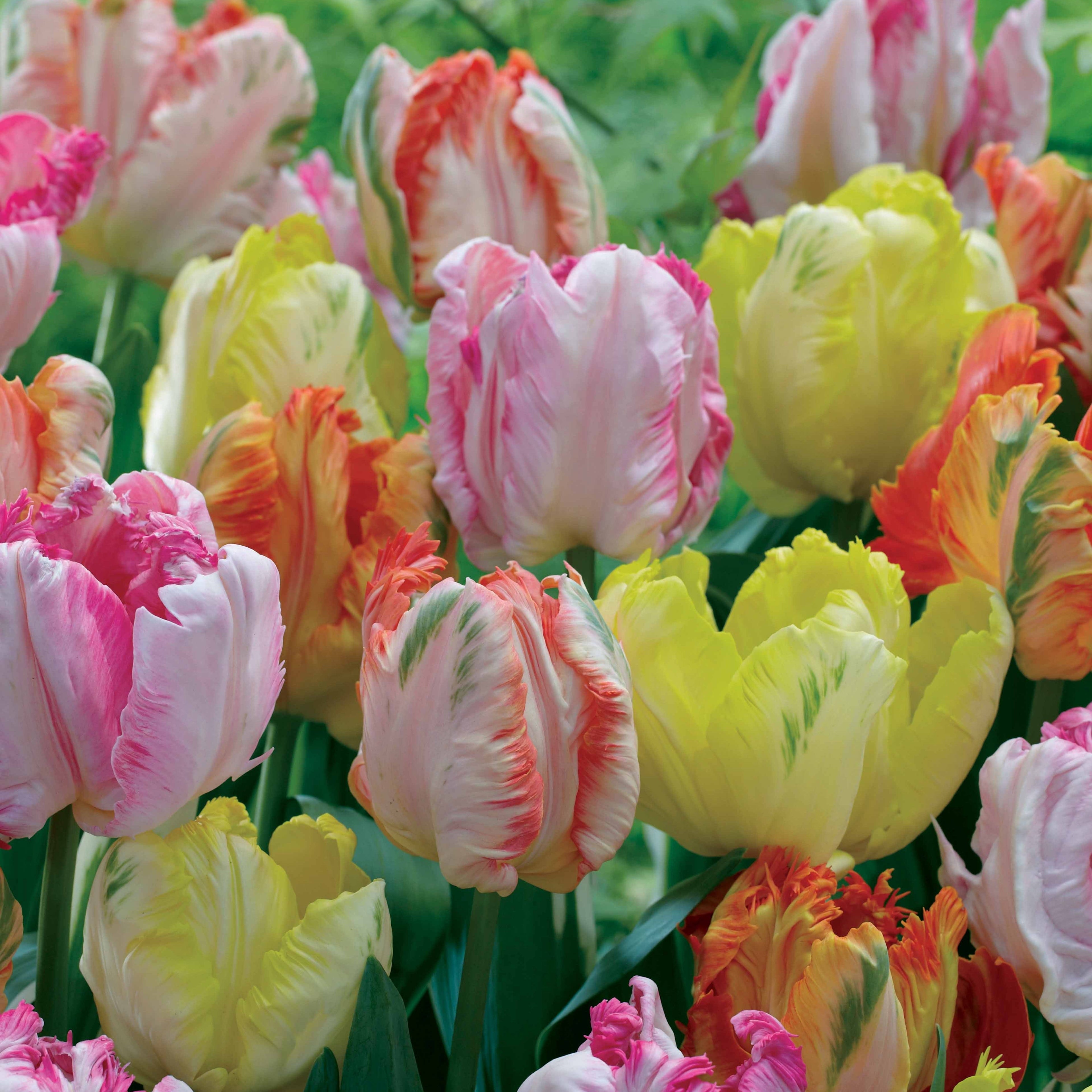  18 Tulipes Perroquets Pastel En Mélange