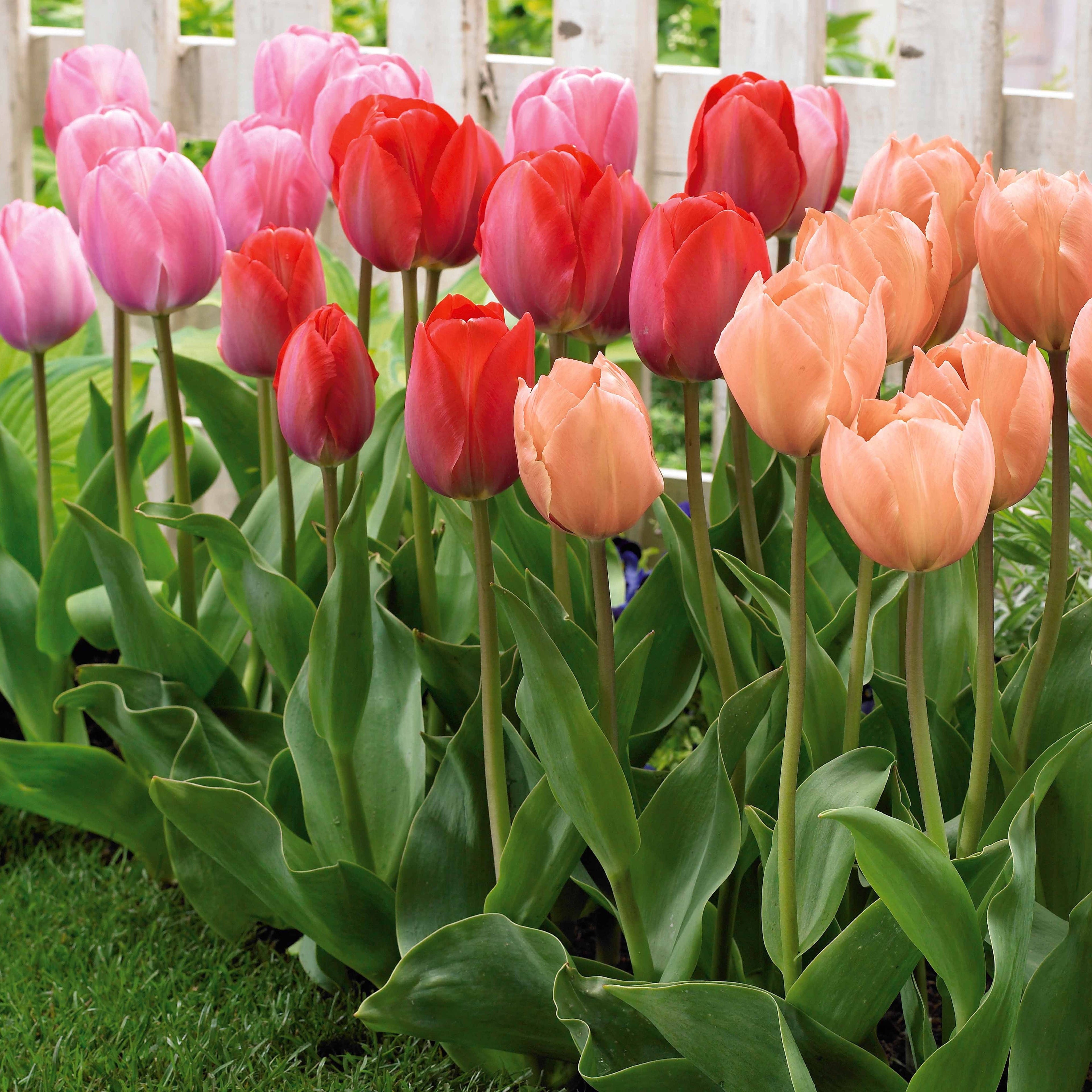  30 Tulipes Van Eijk En Mélange