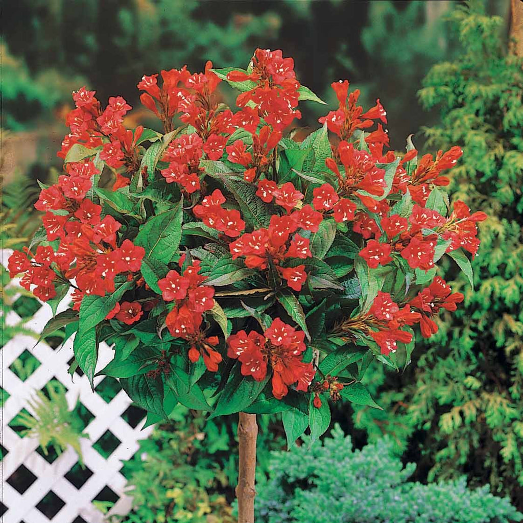  Weigelia Rouge Sur Tige