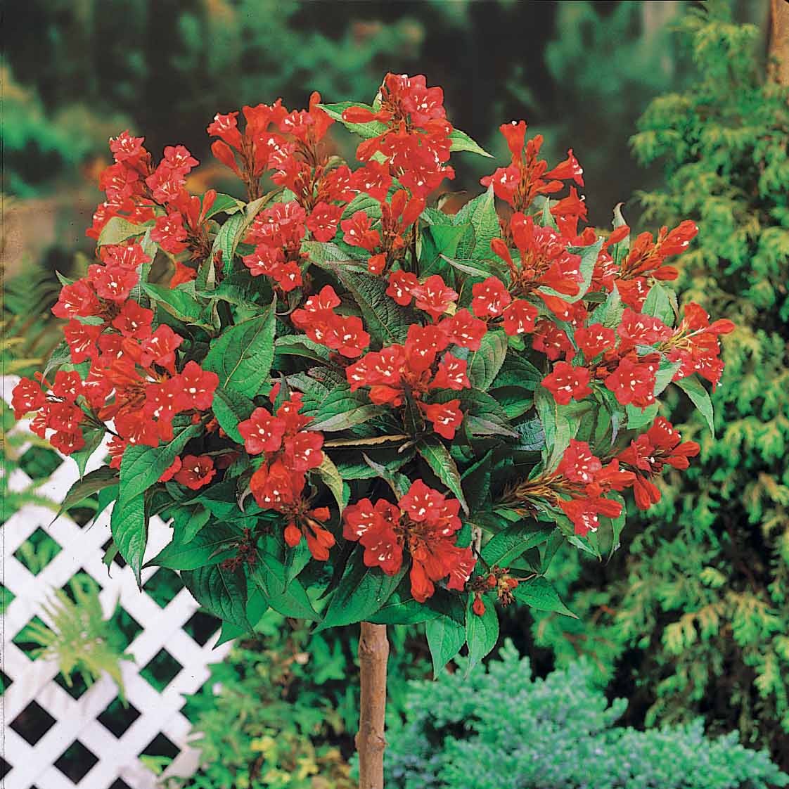  Weigelia Rouge Sur Tige