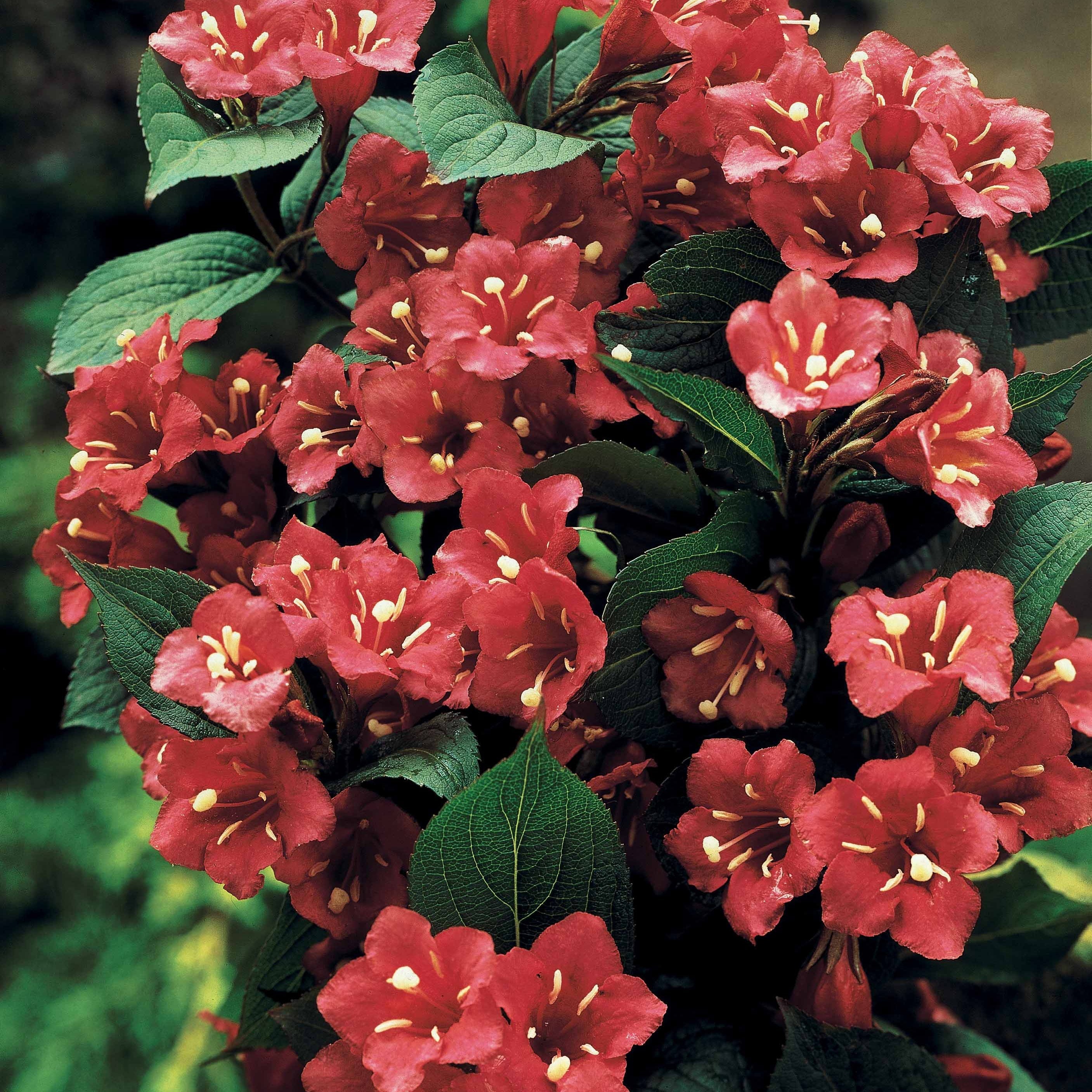 Weigelia Rouge Sur Tige