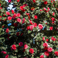  Camélia Du Japon à Fleurs Doubles Rouge
