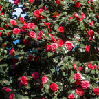  Camélia Du Japon à Fleurs Doubles Rouge