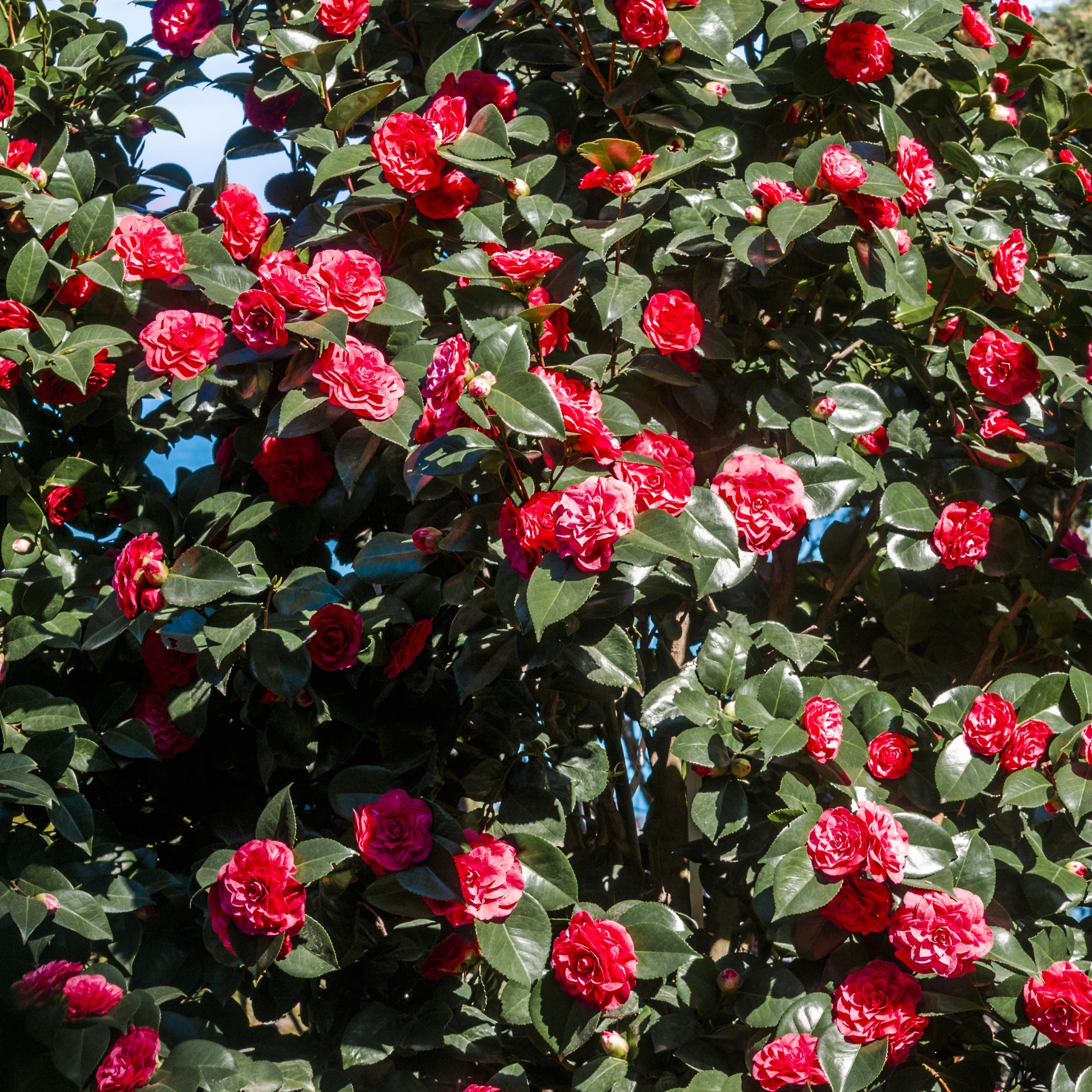  Camélia Du Japon à Fleurs Doubles Rouge