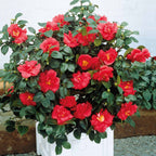  Camélia Du Japon à Fleurs Doubles Rouge