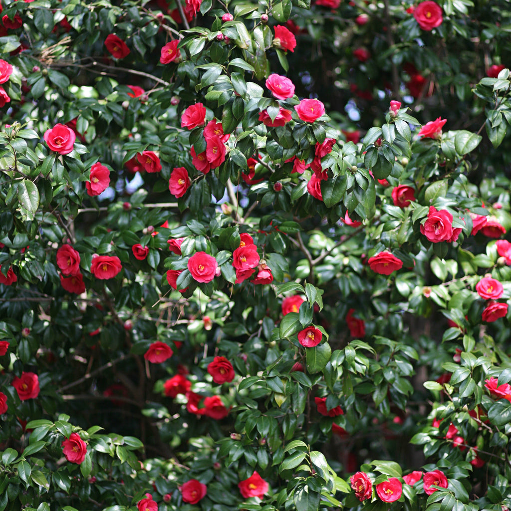  Camélia Du Japon à Fleurs Doubles Rouge