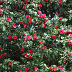  Camélia Du Japon à Fleurs Doubles Rouge