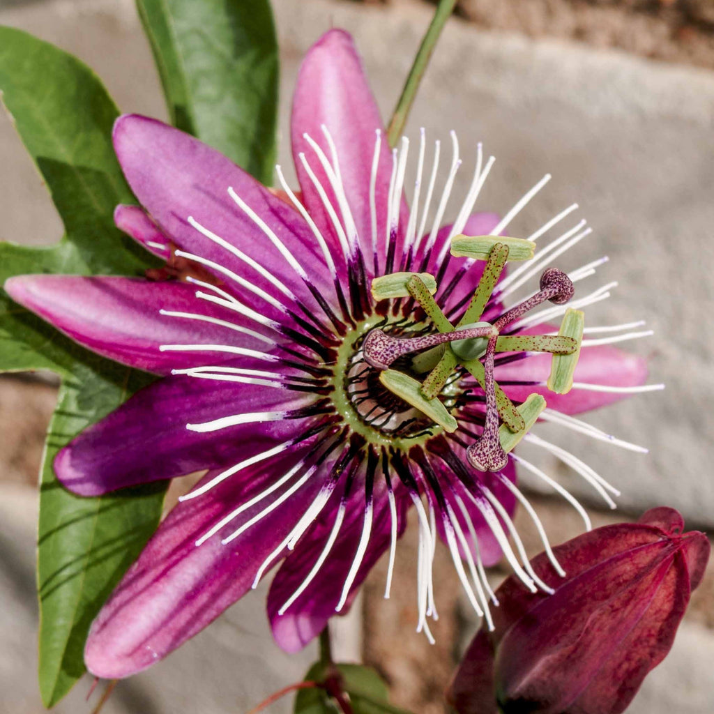  Passiflore Victoria