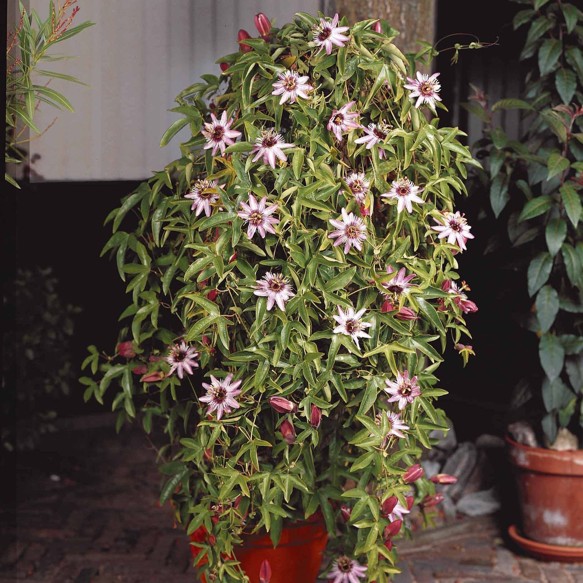  Passiflore Victoria