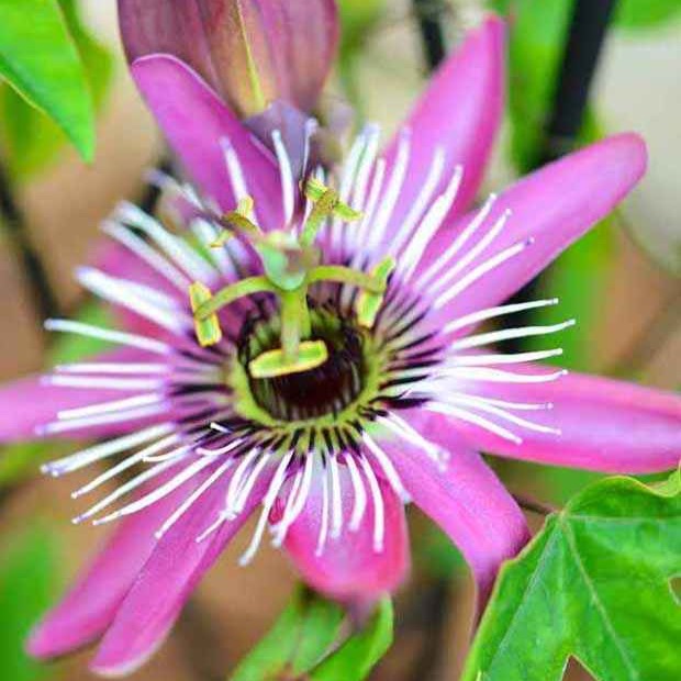  Passiflore Victoria