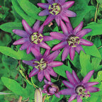  Passiflore Lavender Lady