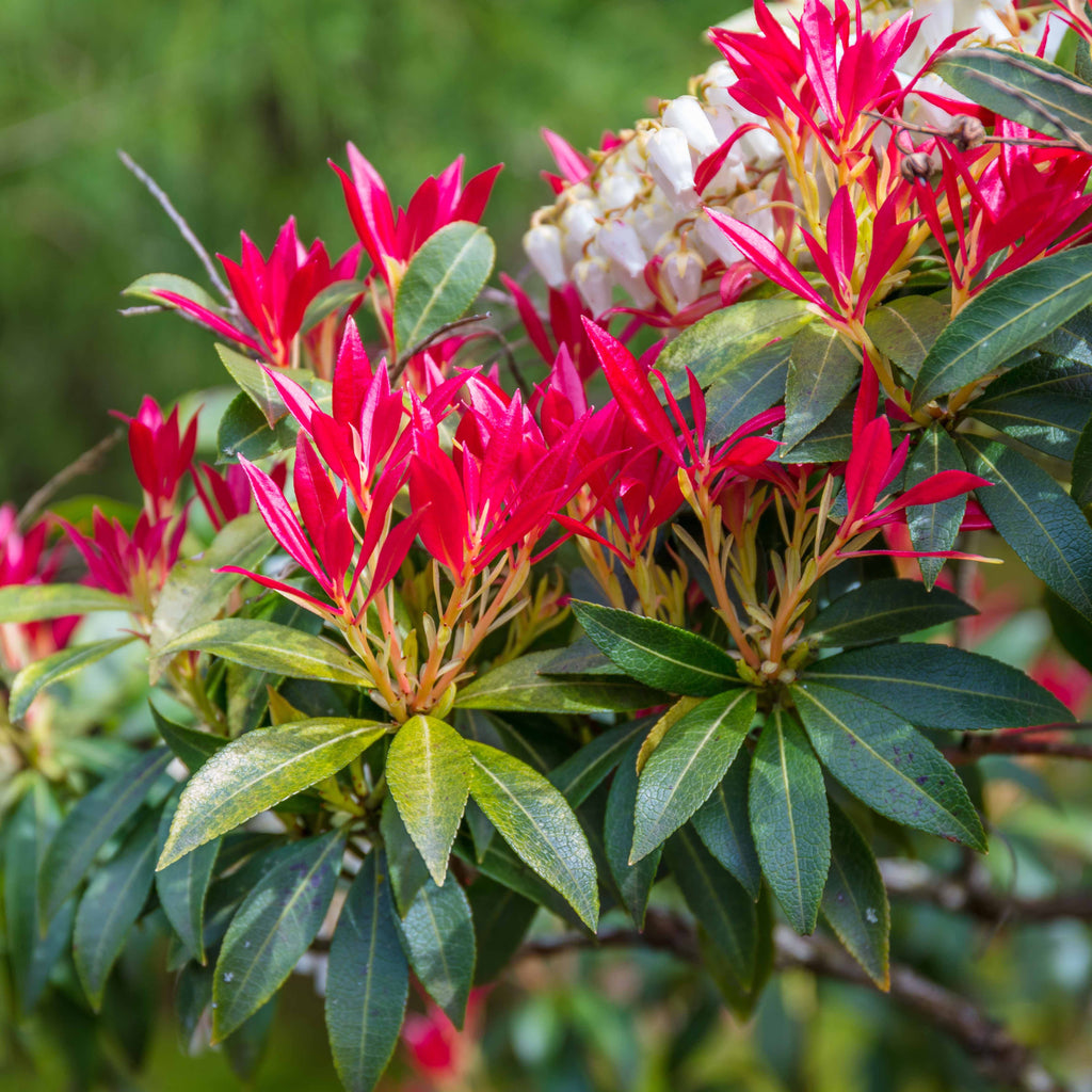  Pieris Forest Flame