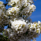  Lilas Des Indes Blanc