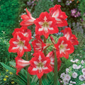  3 Amaryllis De Jardin Sonatini Eye Catcher