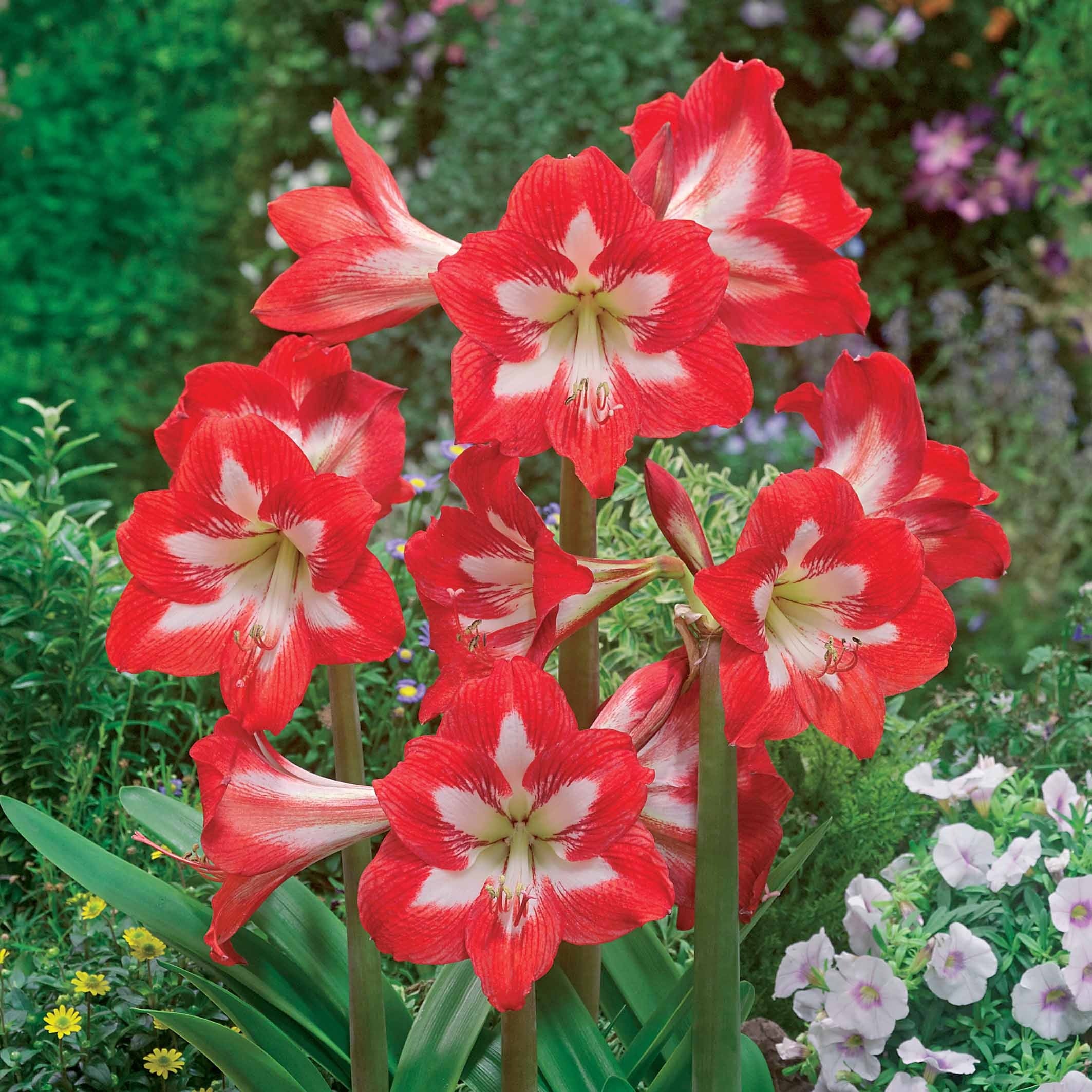  3 Amaryllis De Jardin Sonatini Eye Catcher