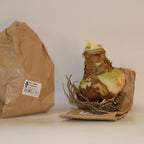  3 Amaryllis De Jardin Sonatini Eye Catcher