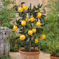  Mini Pommier Golden Yellow Spur