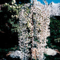 Cerisier à Fleurs Snow Fountains