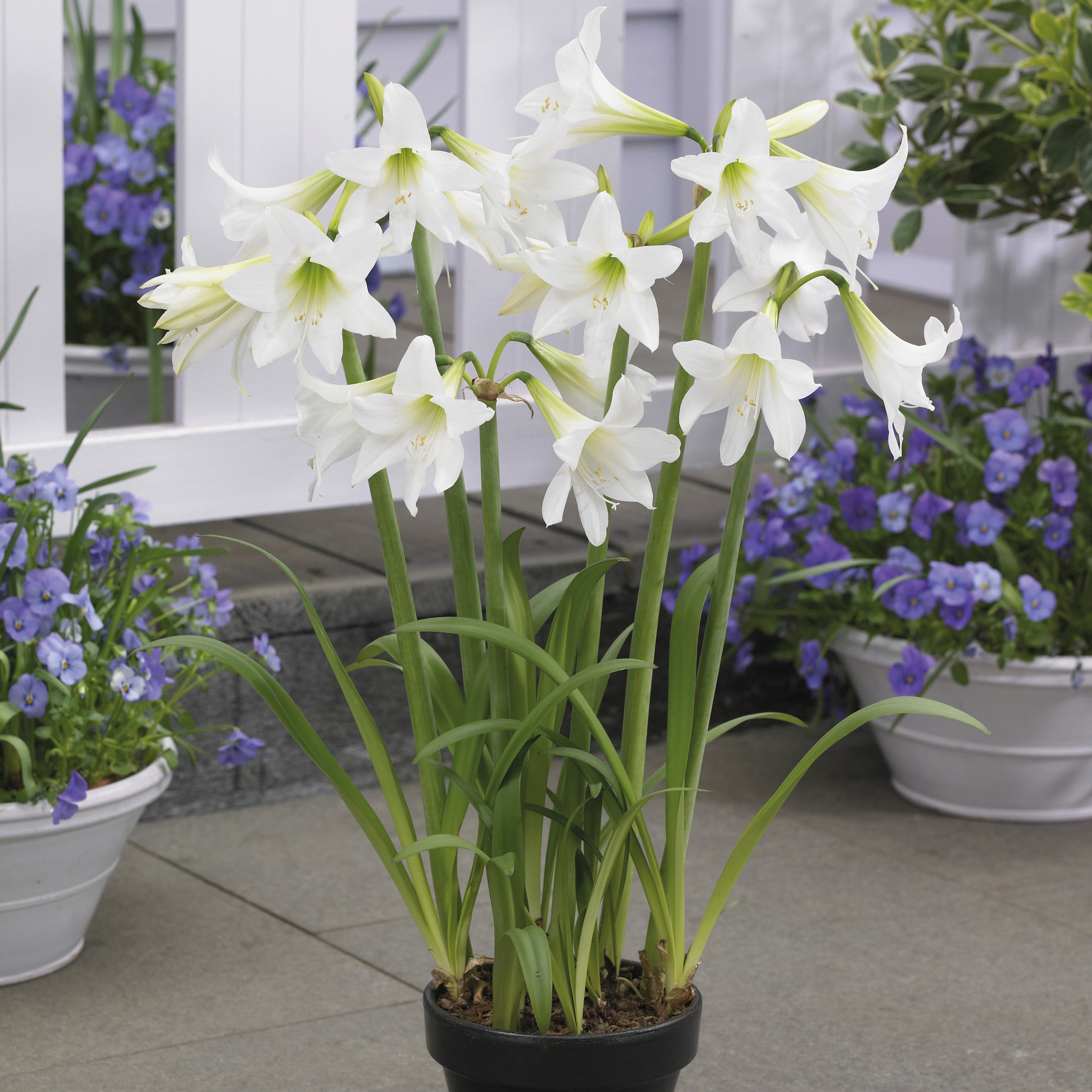  3 Amaryllis De Jardin Sonatini Blanc