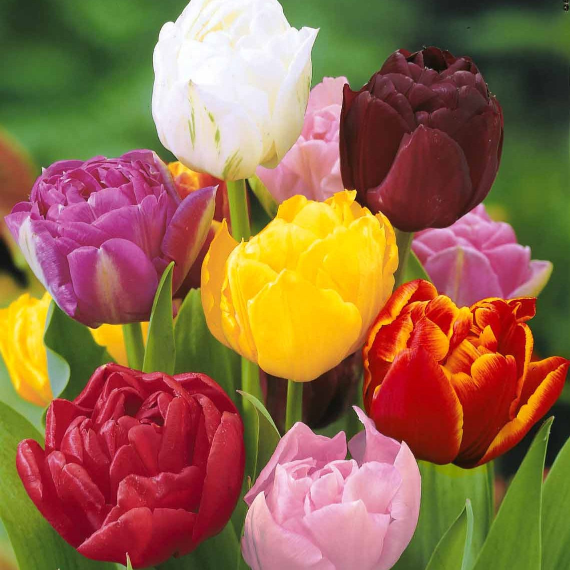  20 Tulipes à Fleurs De Pivoine En Mélange