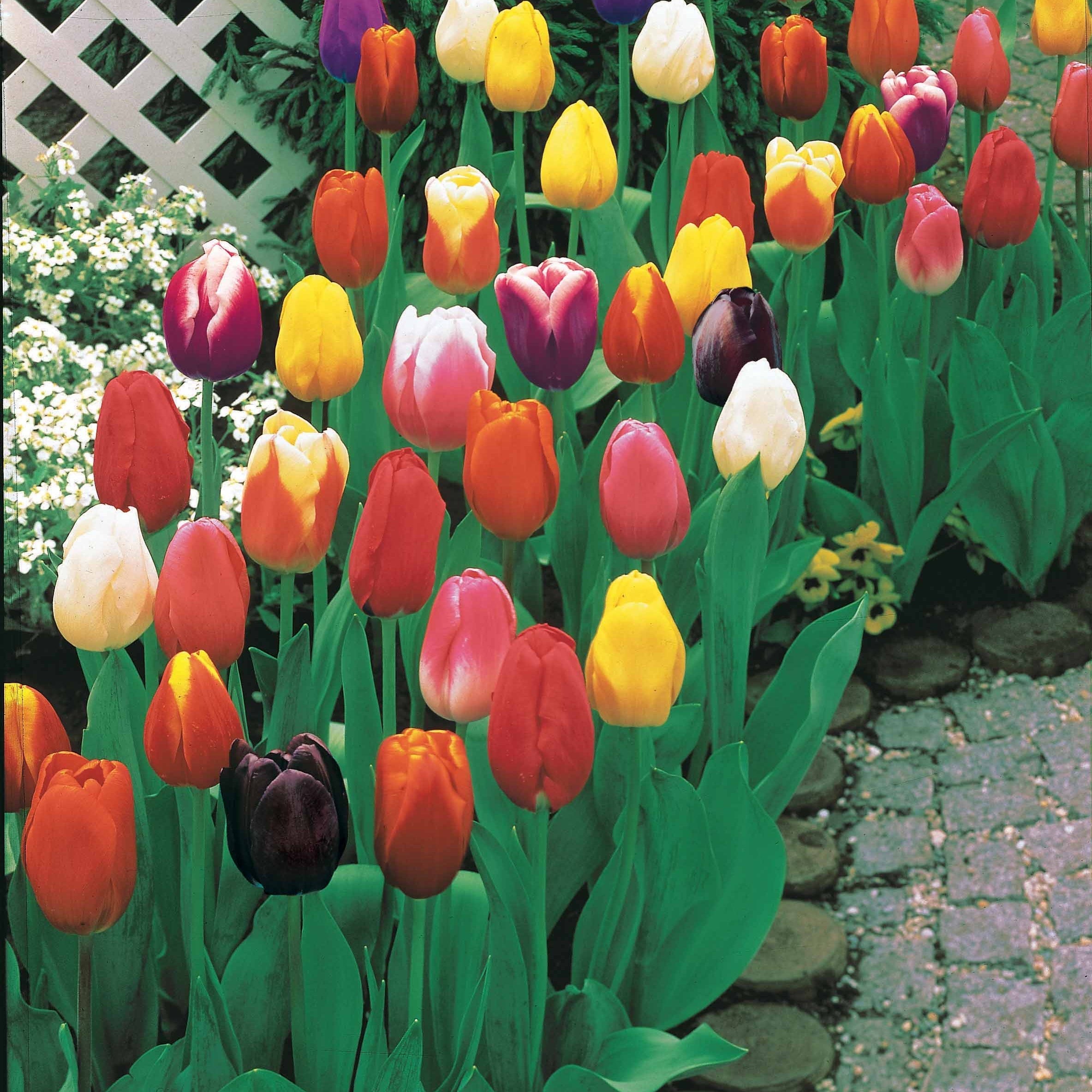  Tulipes à Longues Tiges En Mélange