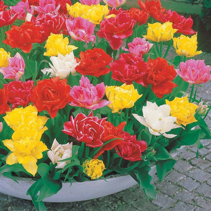  80 Tulipes Doubles Murillo En Mélange