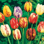 20 Tulipes Flammées En Mélange