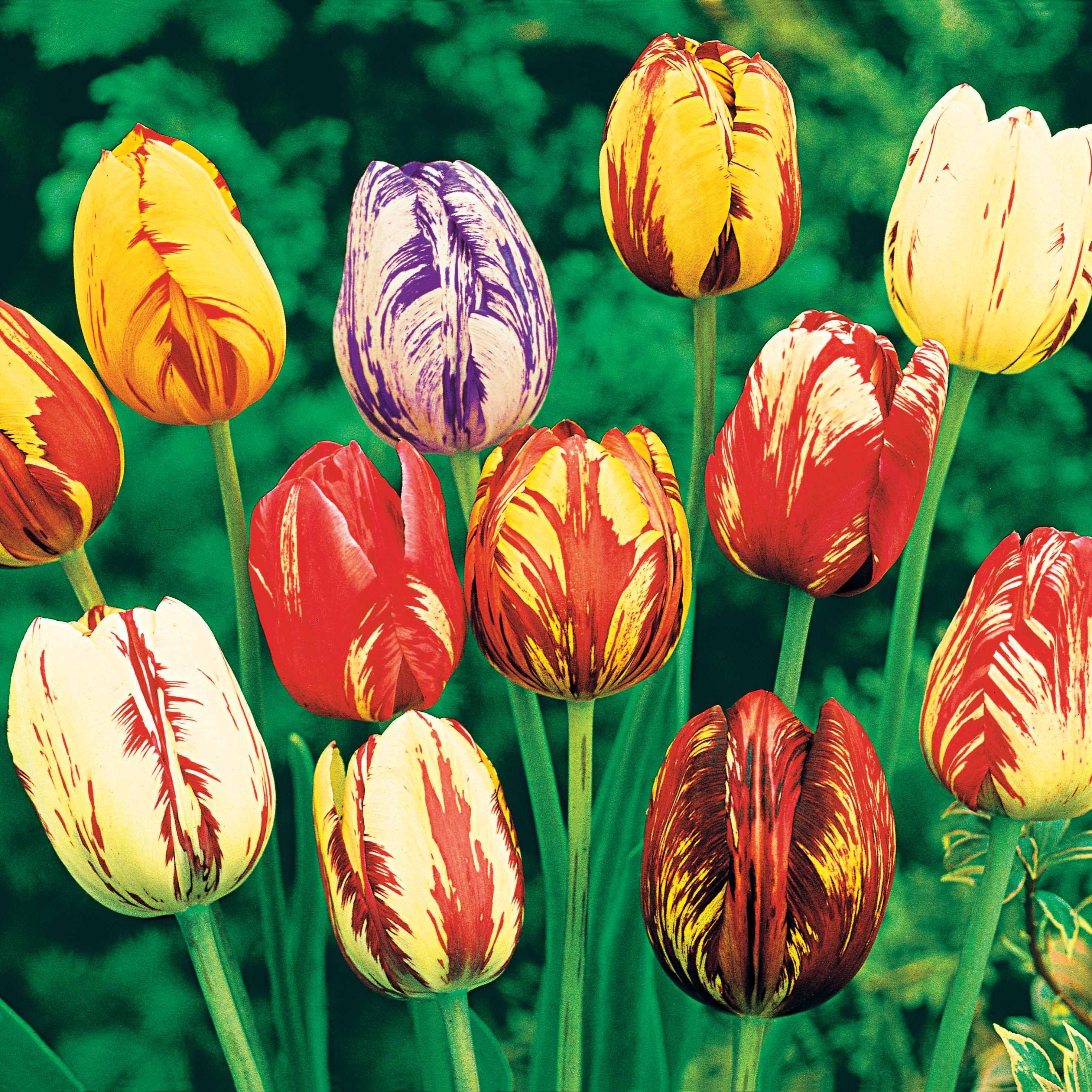  20 Tulipes Flammées En Mélange