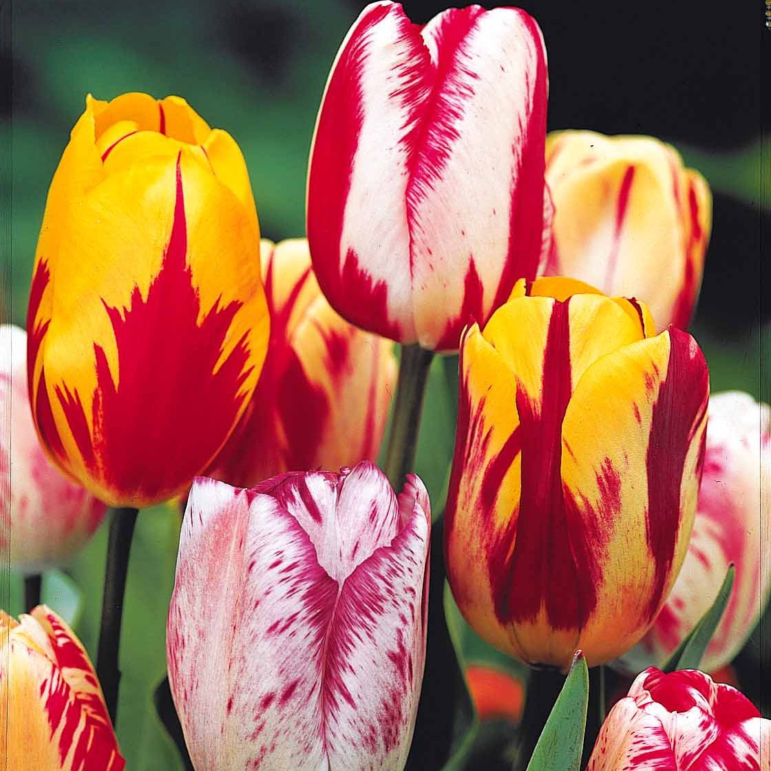  20 Tulipes Flammées En Mélange