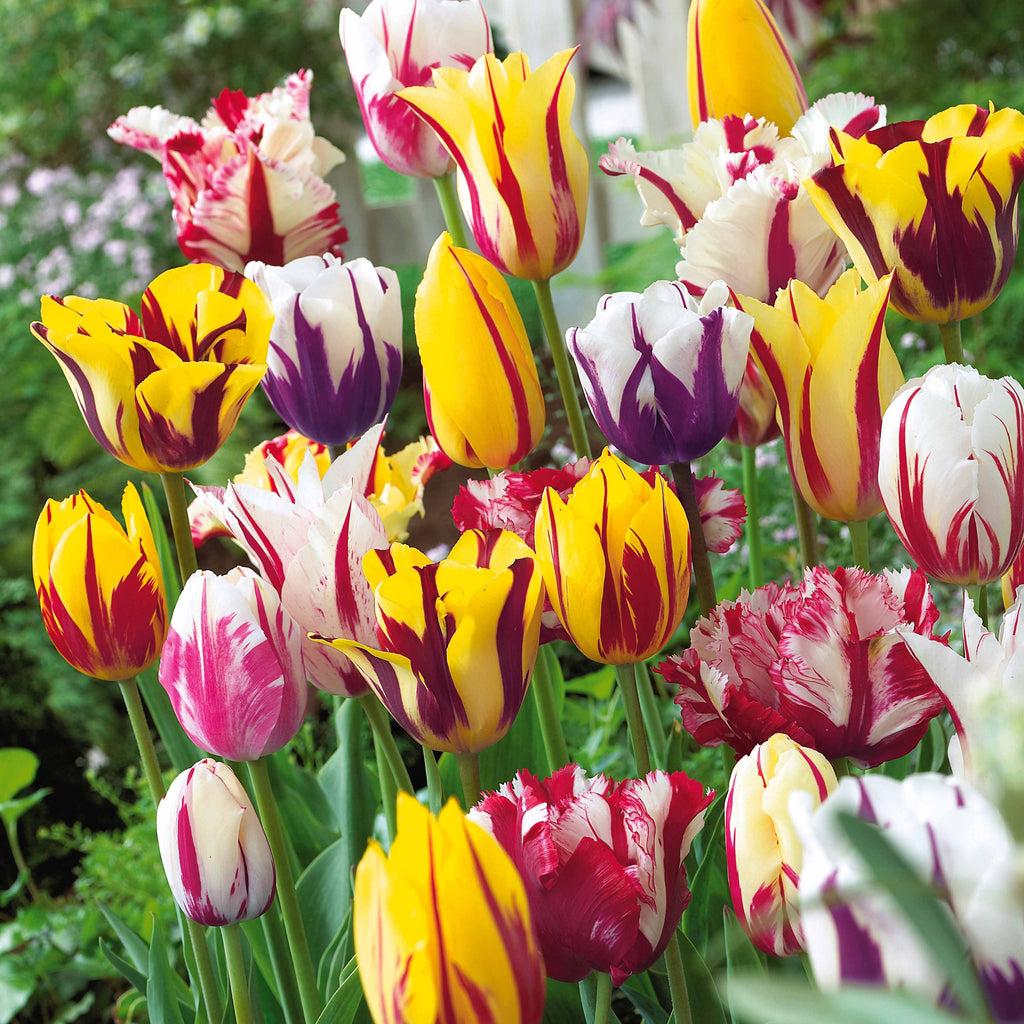  20 Tulipes Flammées En Mélange