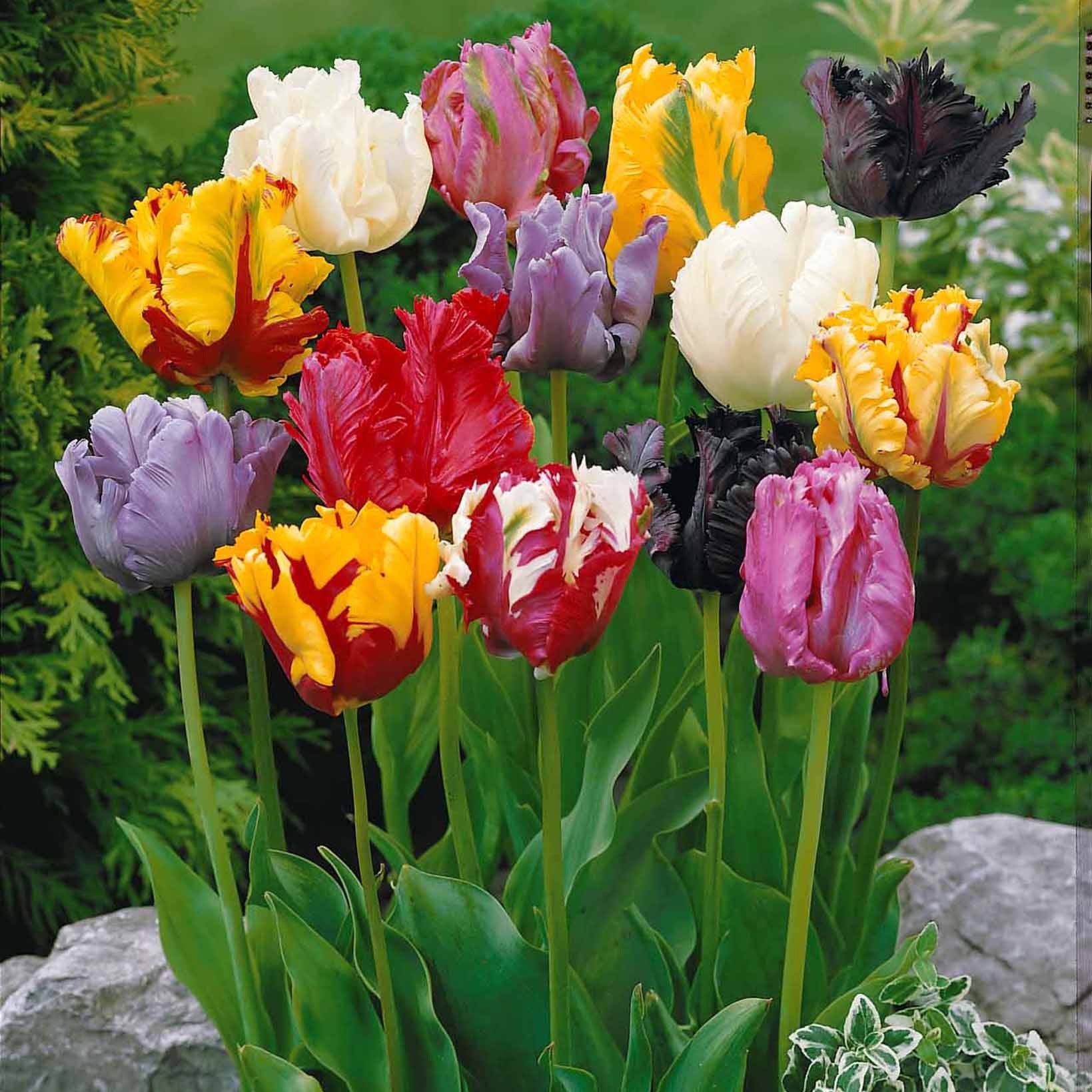  Collection 3 Mois De 60 Tulipes