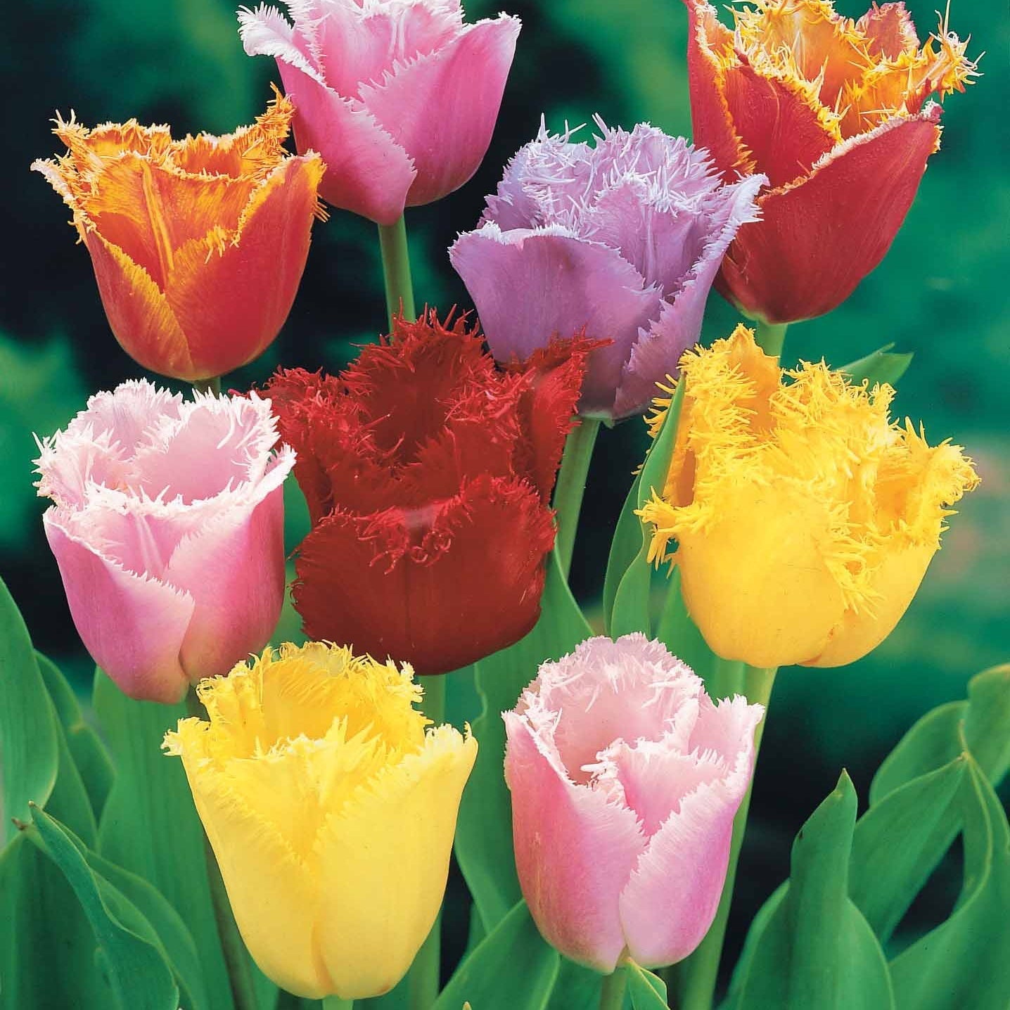  20 Tulipes Frangées En Mélange